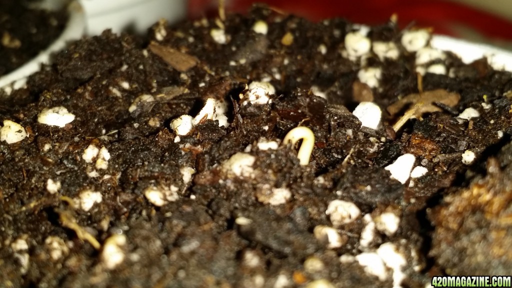 DeadCookies seedlings