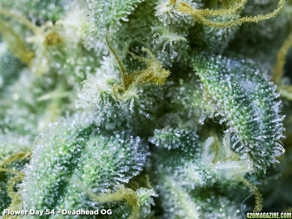 Deadhead OG - Trichs - Flower Day 54