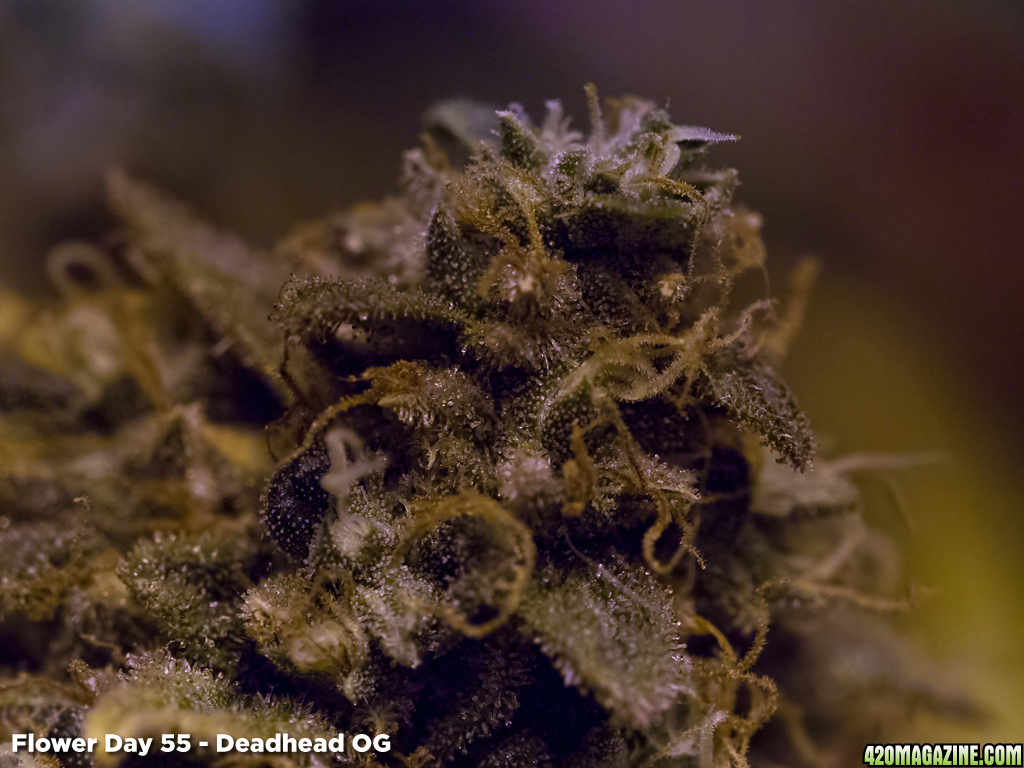 Deadhead OG - Trichs - Flower Day 55