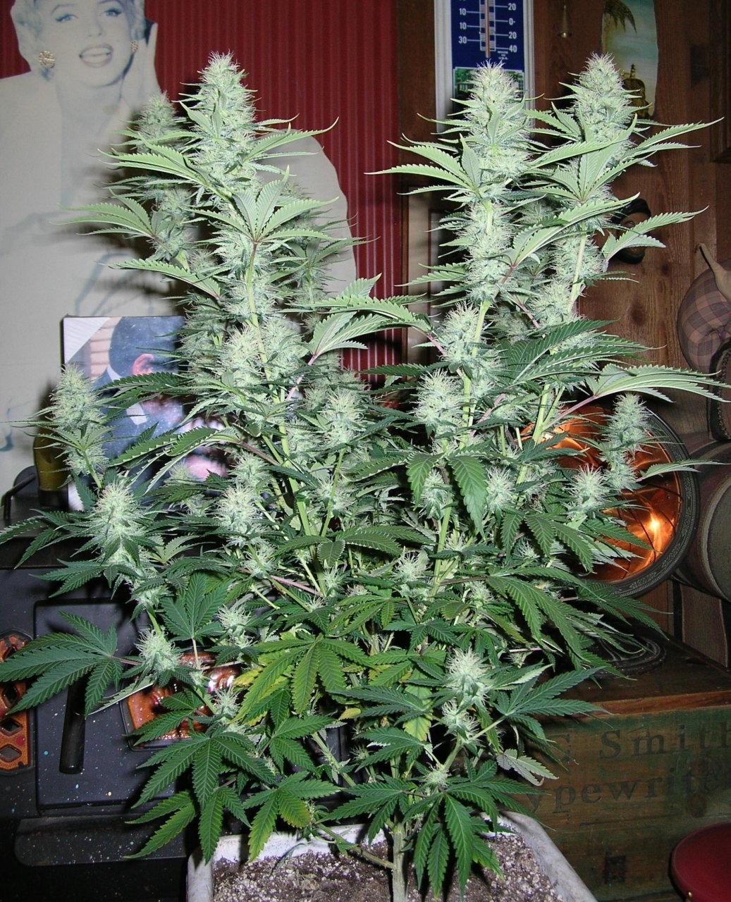 DeadlySativa1 - 35 days