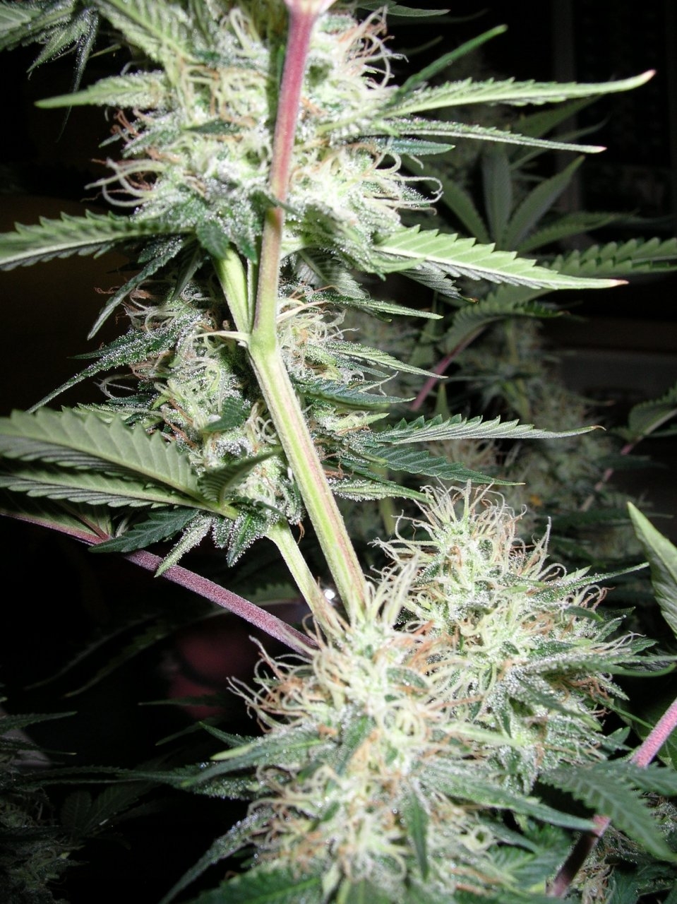 DeadlySativa1 - 41 days