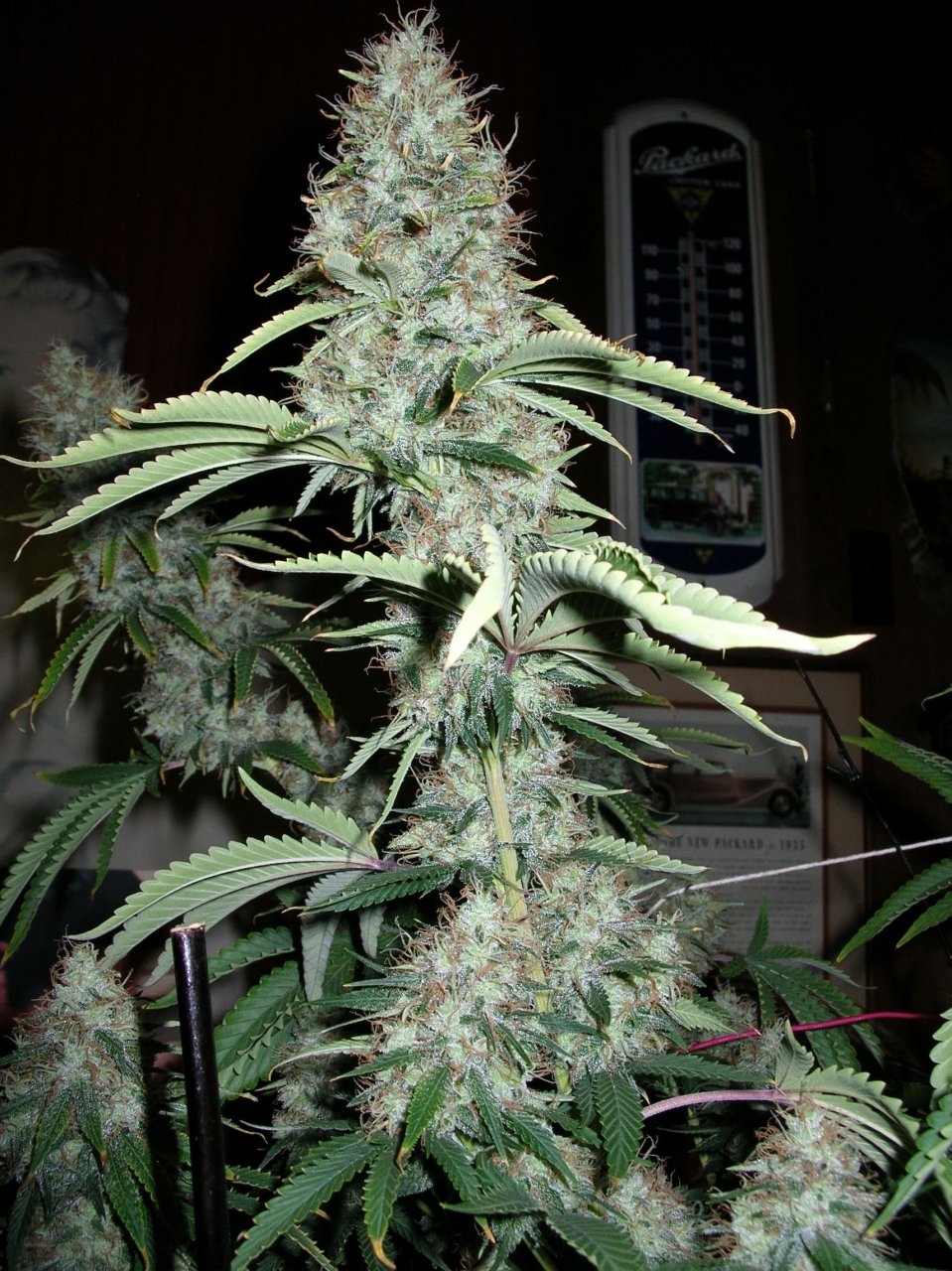 DeadlySativa1 - 56 days