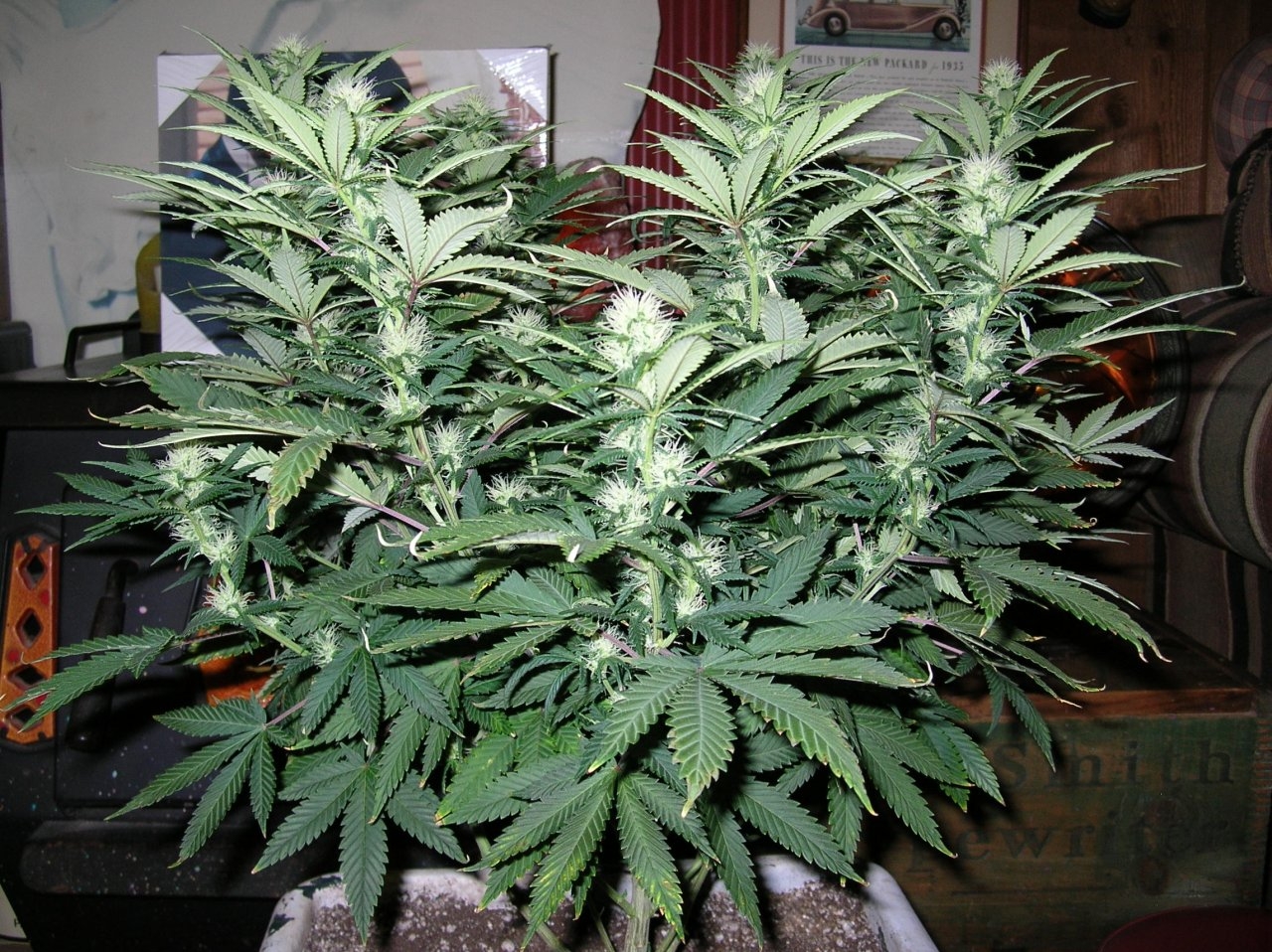 DeadlySativa2 - 24 days