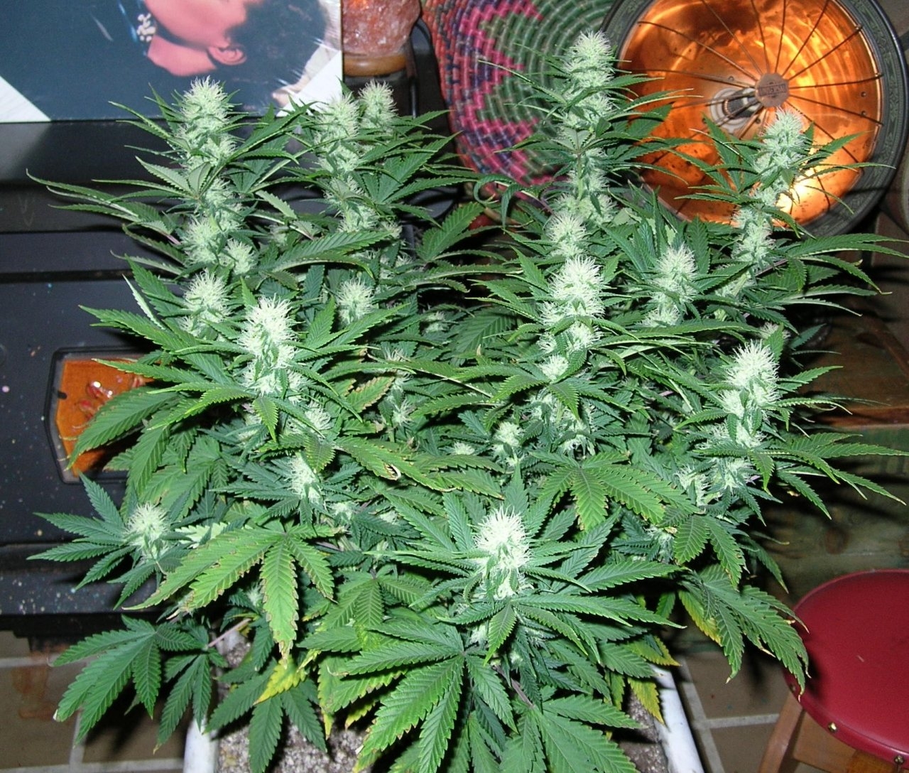 DeadlySativa2 - 29 days