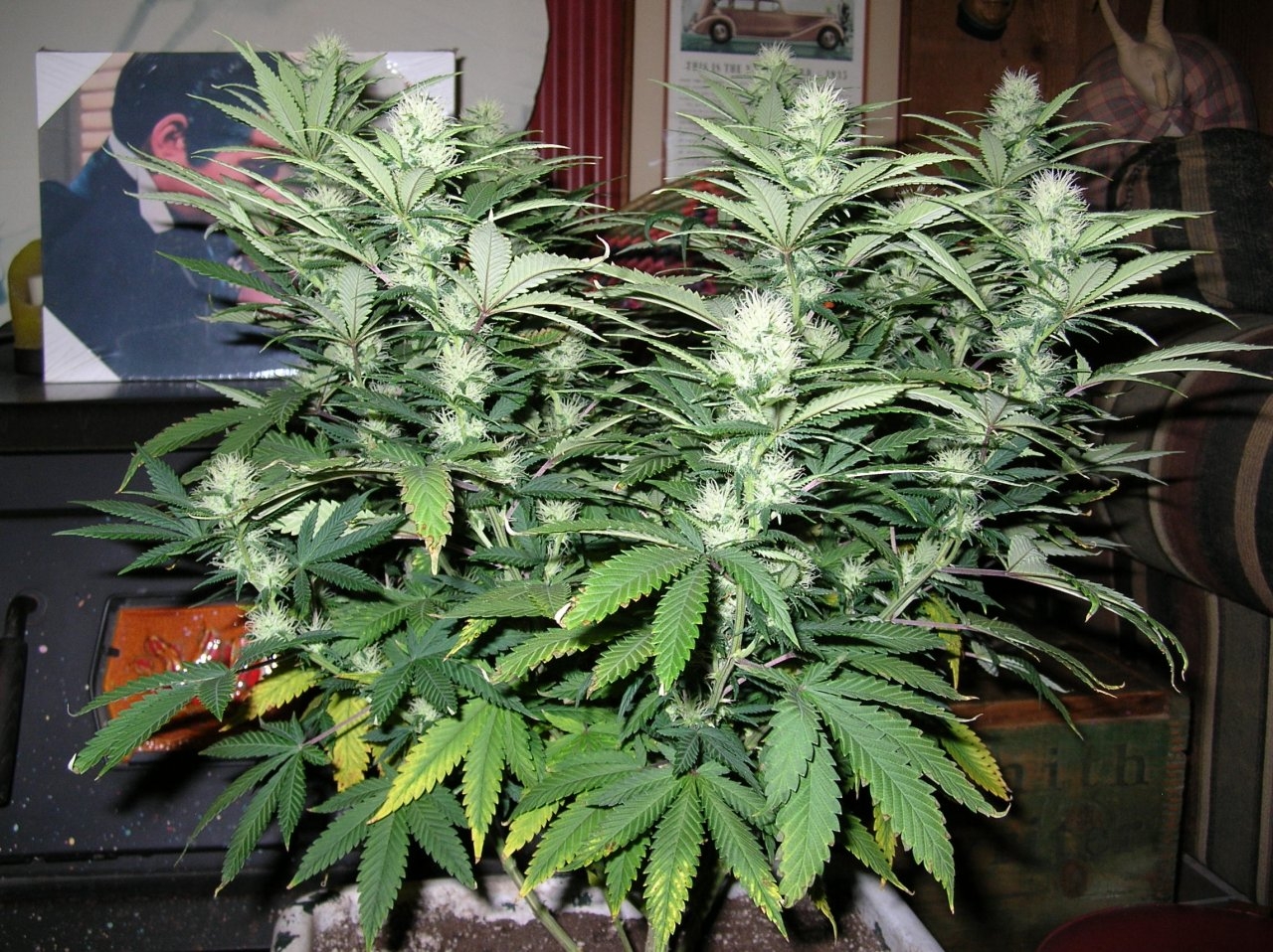 DeadlySativa2 - 29 days