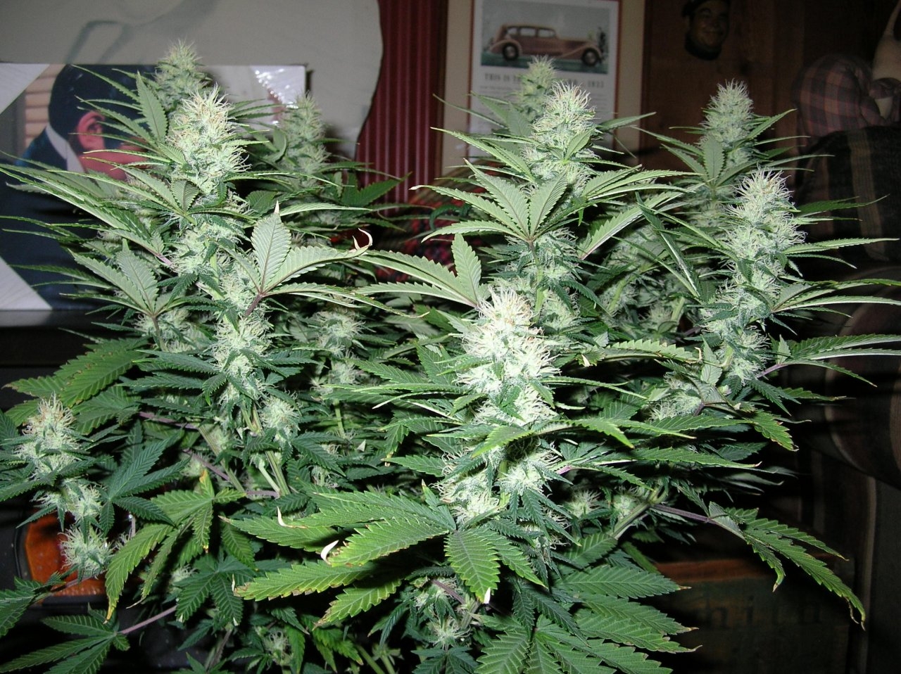 DeadlySativa2 - 35 days