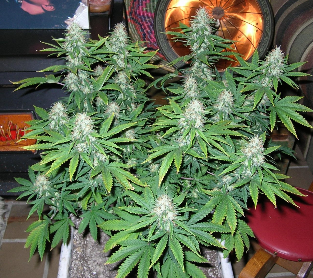 DeadlySativa2 - 42 days