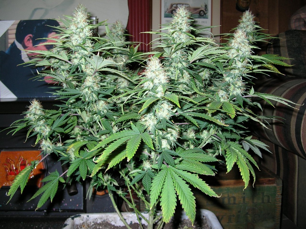 DeadlySativa2 - 42 days