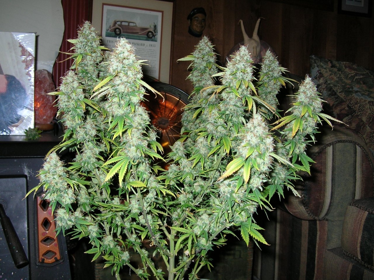 DeadlySativa2 - 64 days - Chop