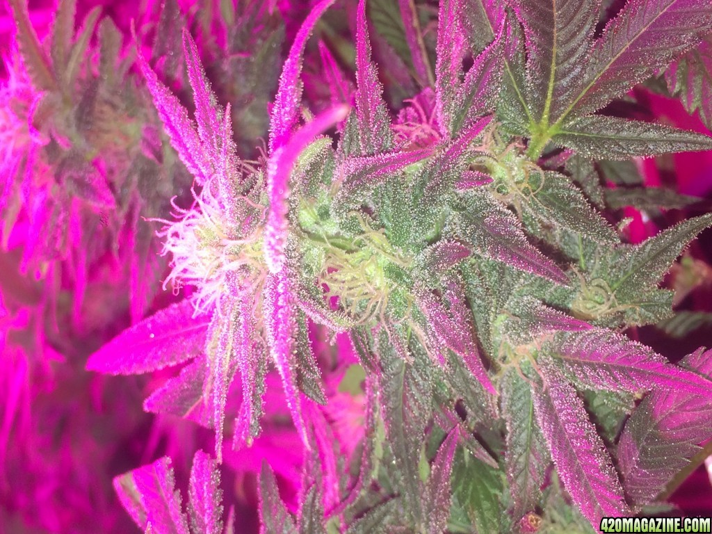 Death Star flower at 6wks_3