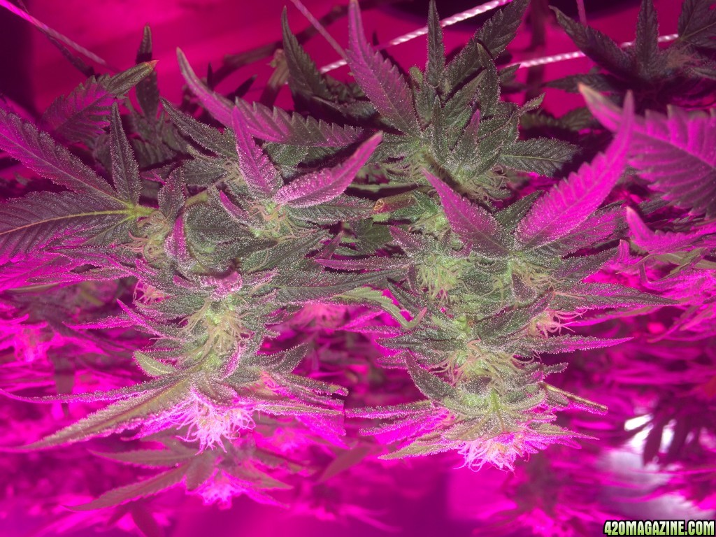 Death Star flower at 6wks_4