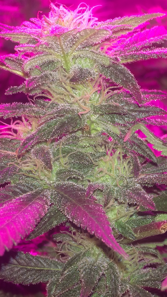 Death Star flower at 6wks_5