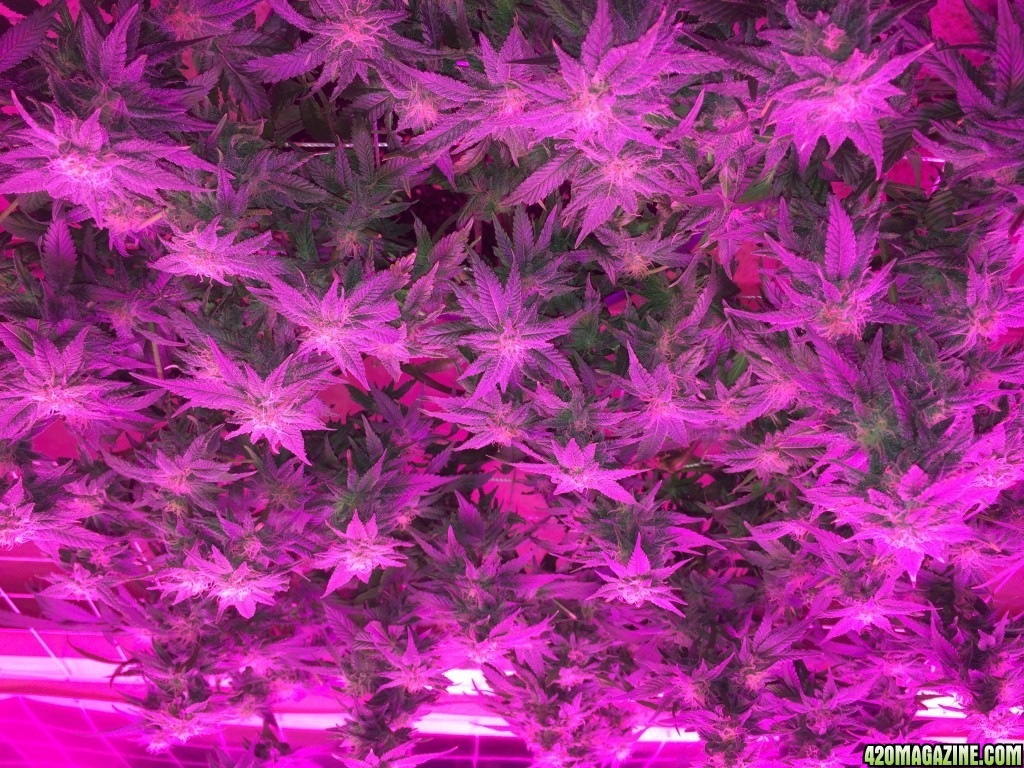 Death Star flowering at 6 weeks_7