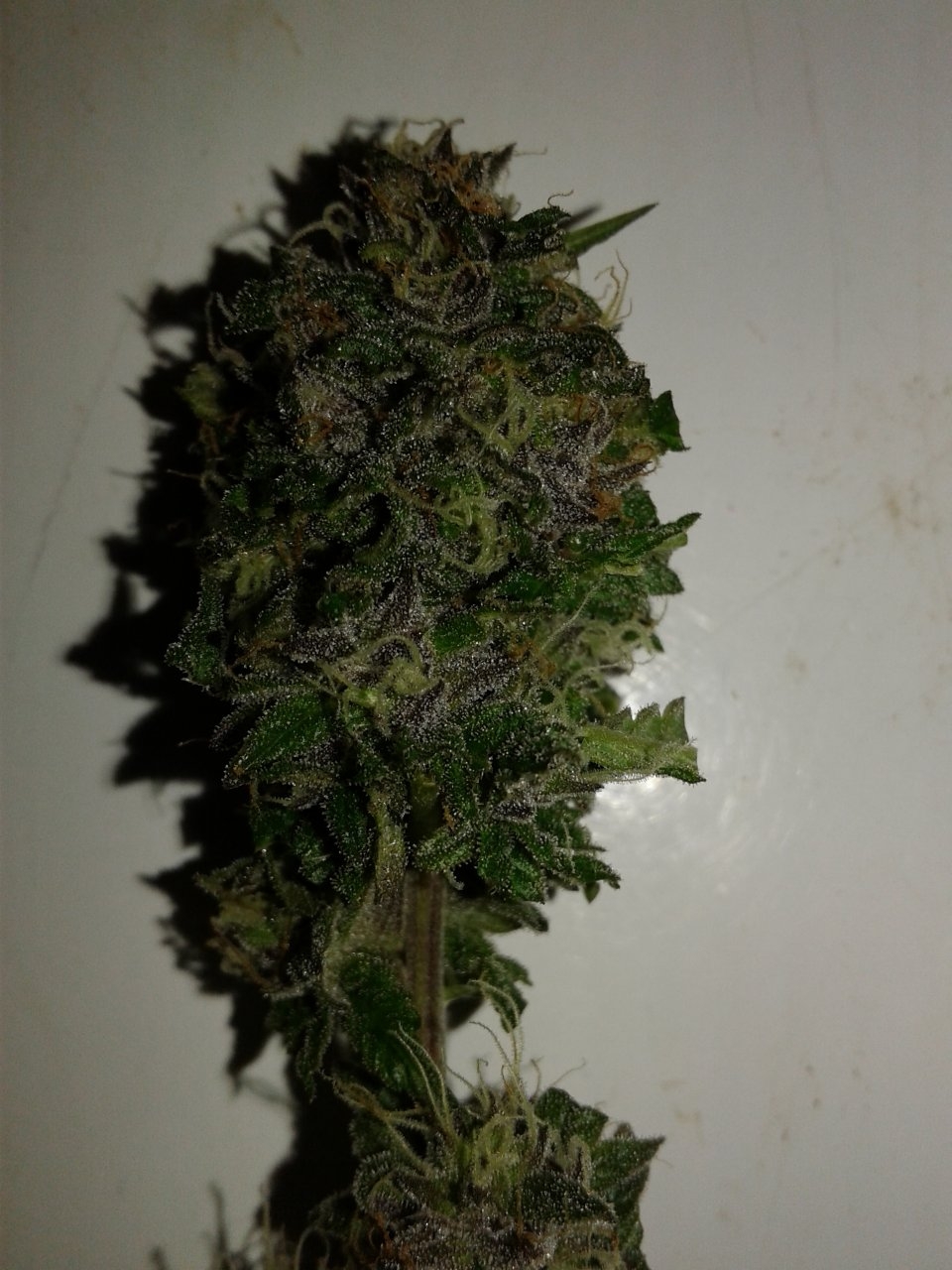 Debilitator Kush 2 days from harvest