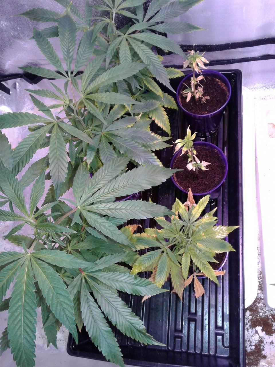 Debilitator Kush clones