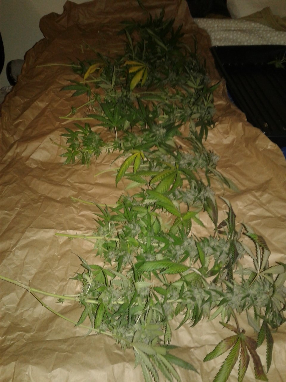 Debilitator Kush harvest