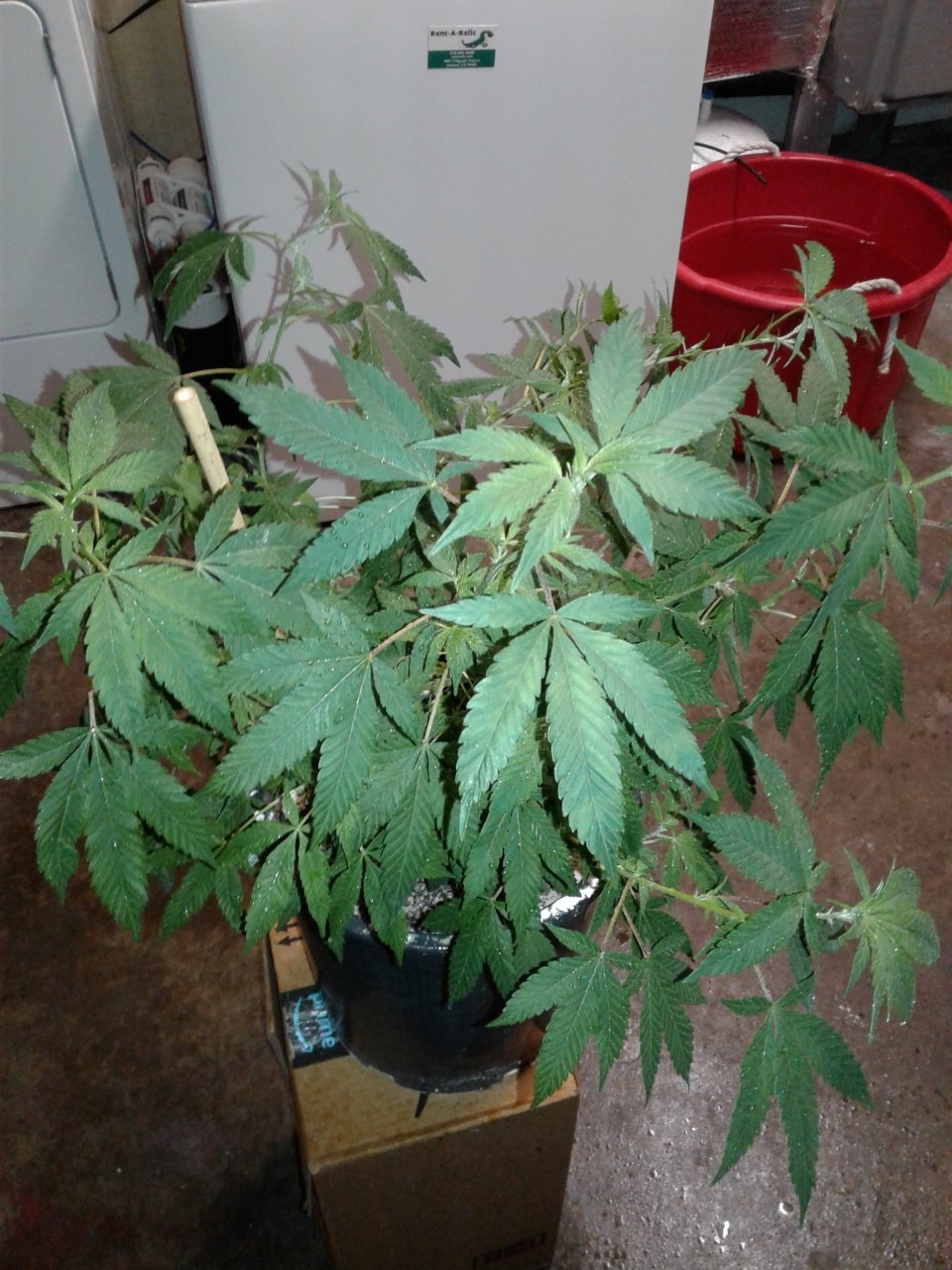 Debilitator Kush ready to cut