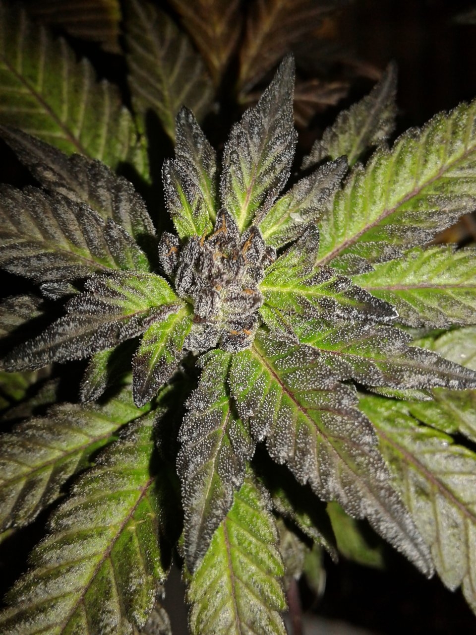 Debilitator Kush with flash