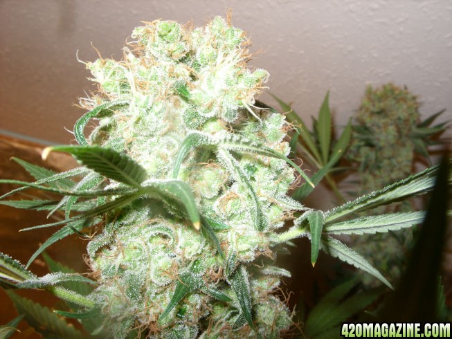 Dec 17: WW4 Top of Cola on Harvest Day, Day 67 of Flower