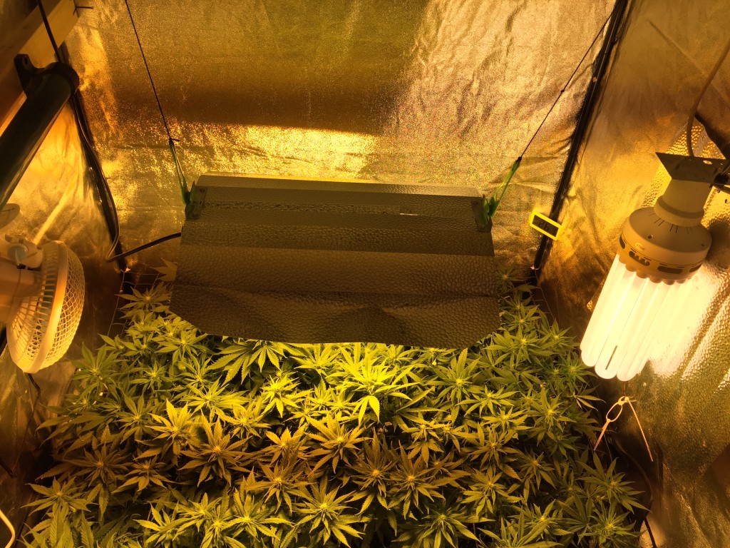 Decided to add a 300w cfl