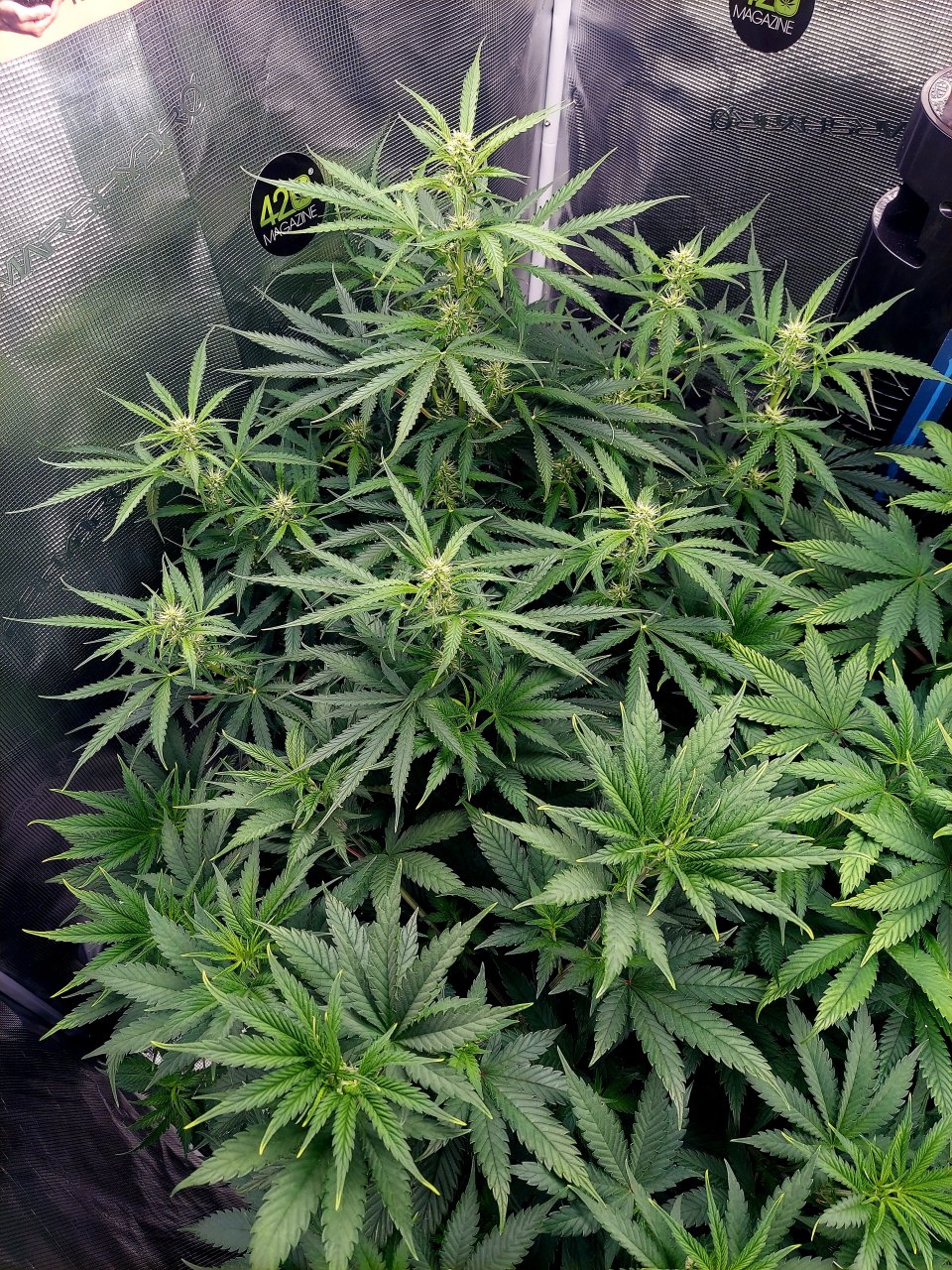 Deelite Autoflower-Day 39