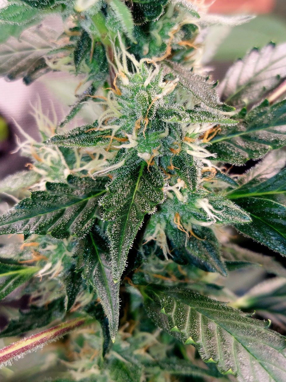 Deelite Autoflower-Grow Journal