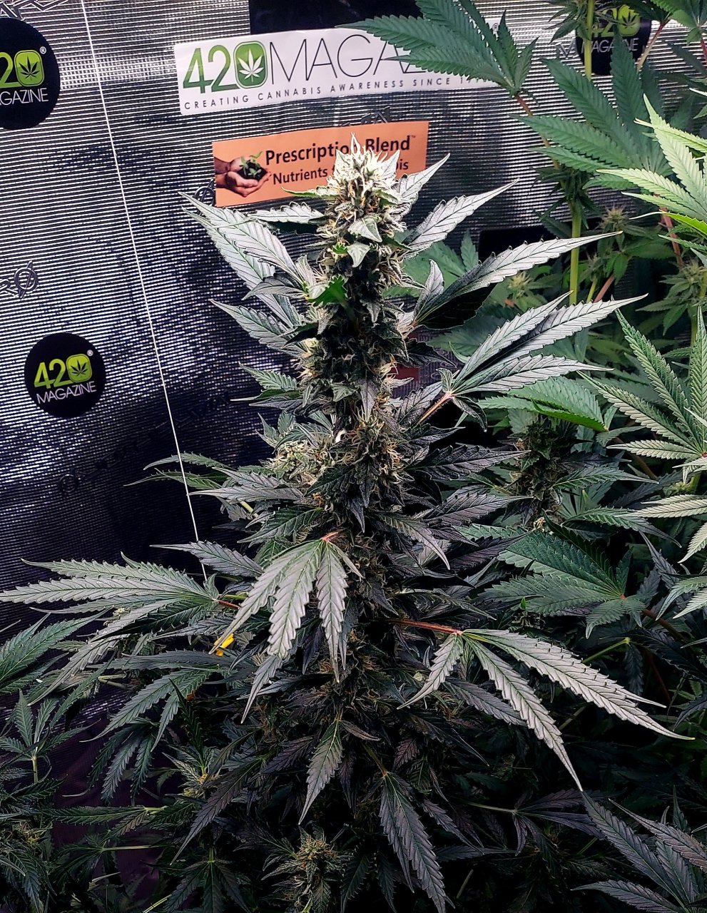 Deelite Autoflower-Grow Journal