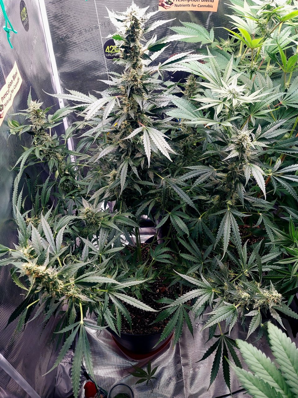 Deelite Autoflower-Grow Journal