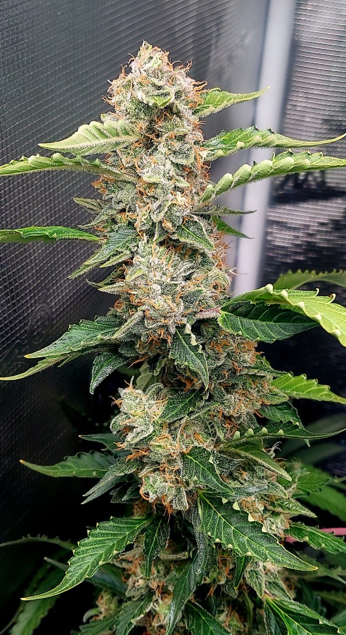 Deelite Autoflower-Grow Journal