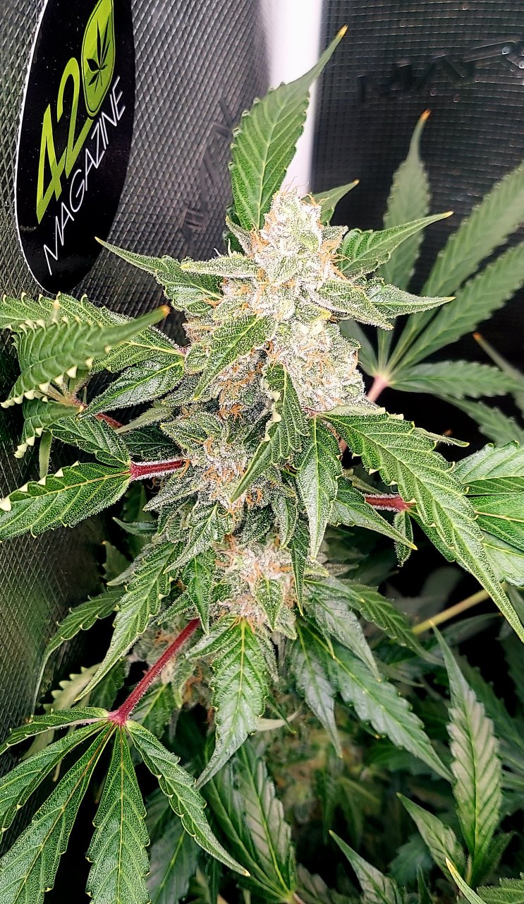 Deelite Autoflower-Grow Journal