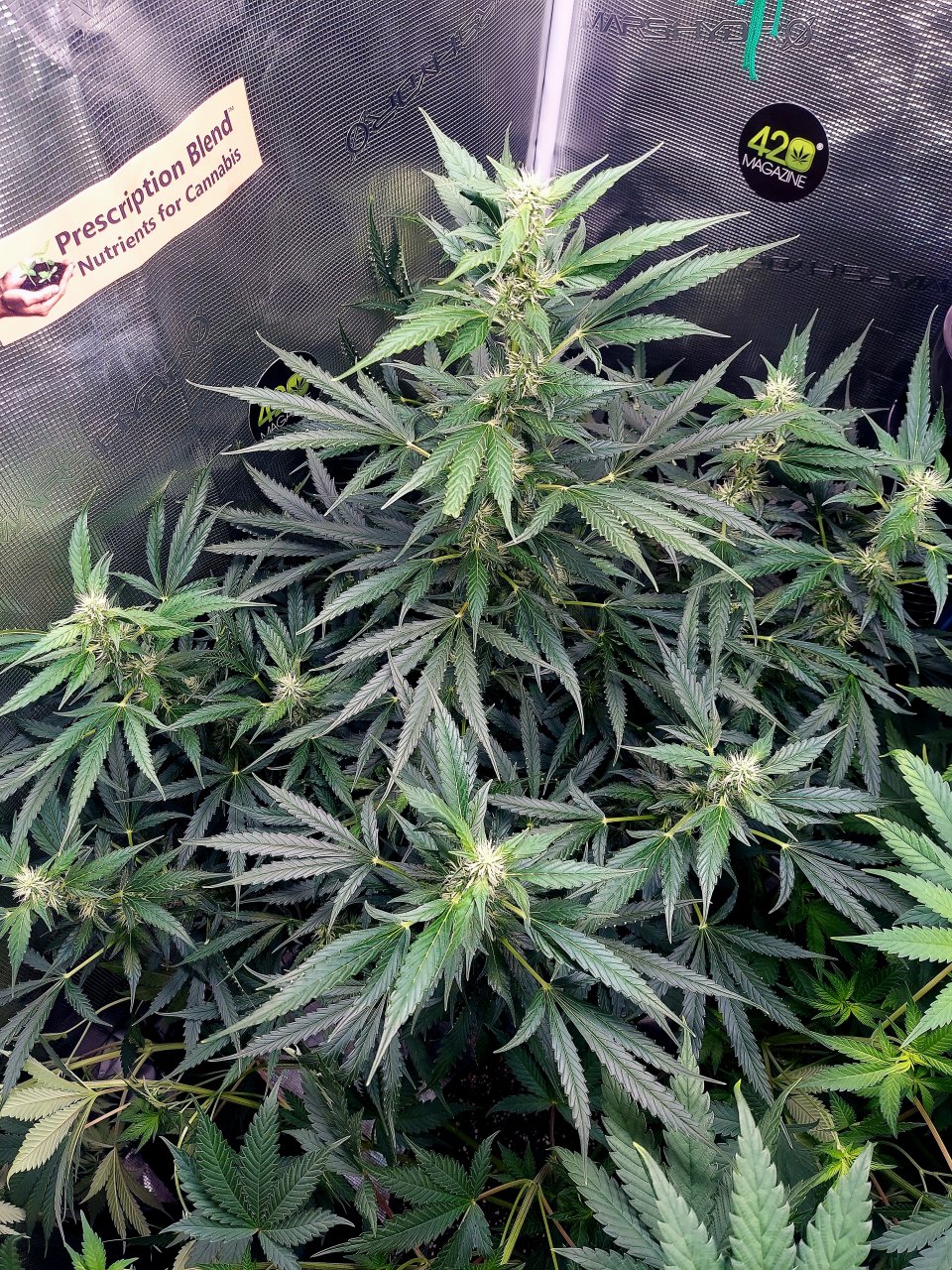 Deelite Autoflower