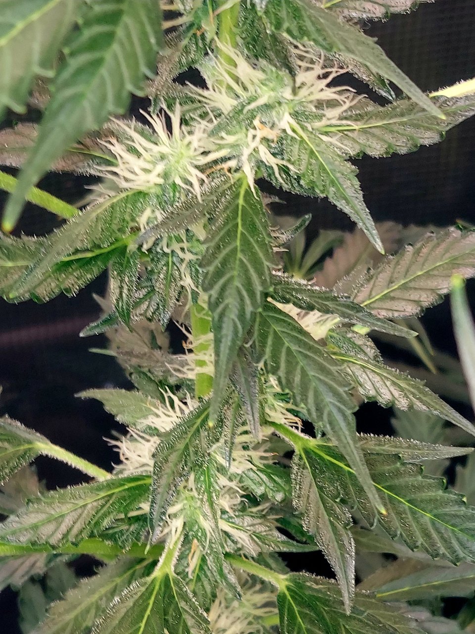 Deelite Autoflower