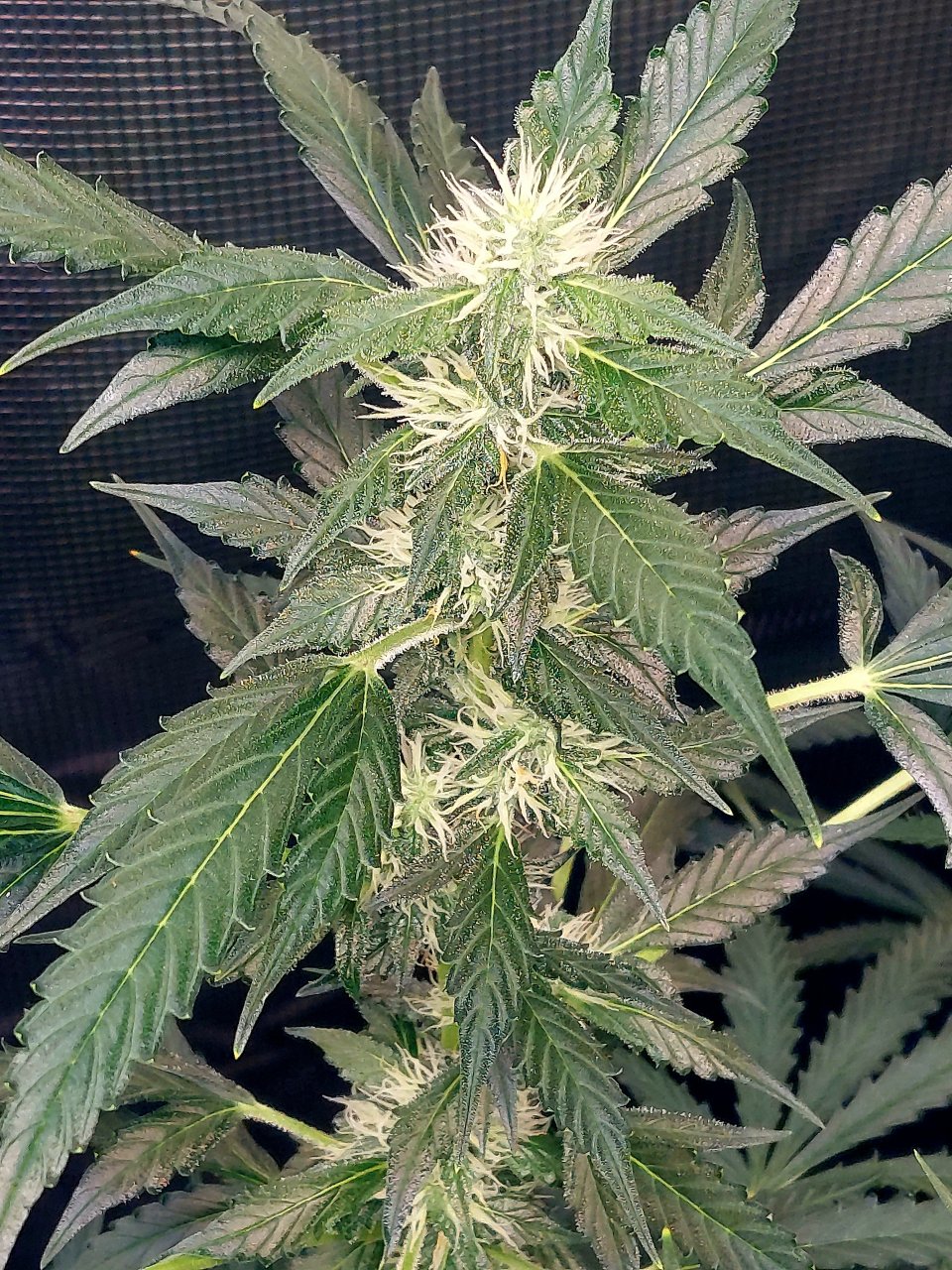 Deelite Autoflower