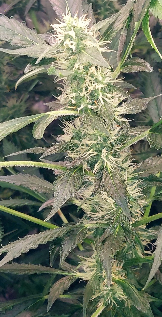 Deelite Autoflower