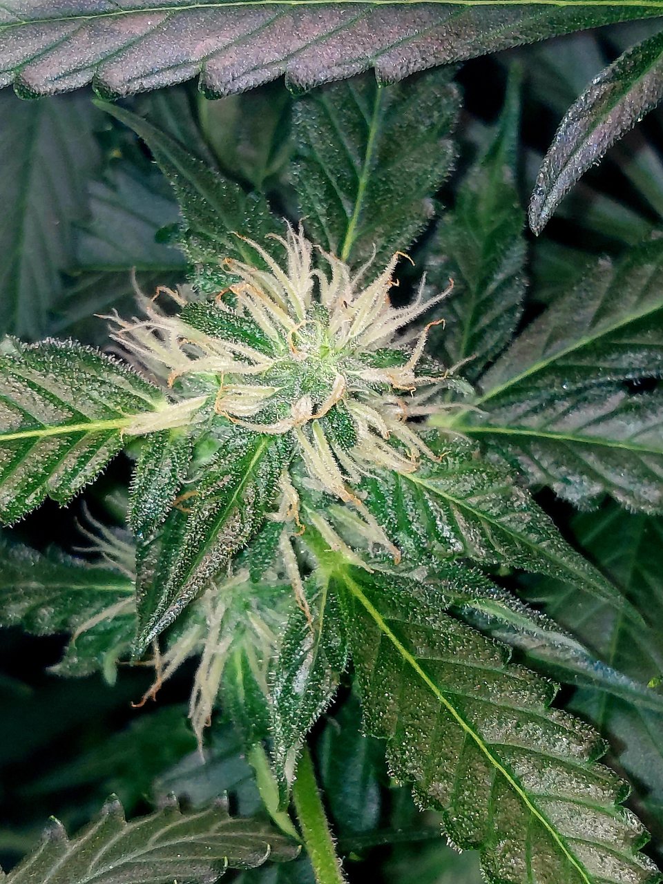 Deelite Autoflower