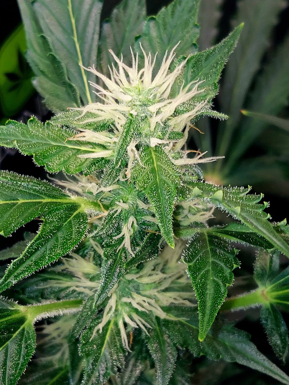 Deelite Autoflower