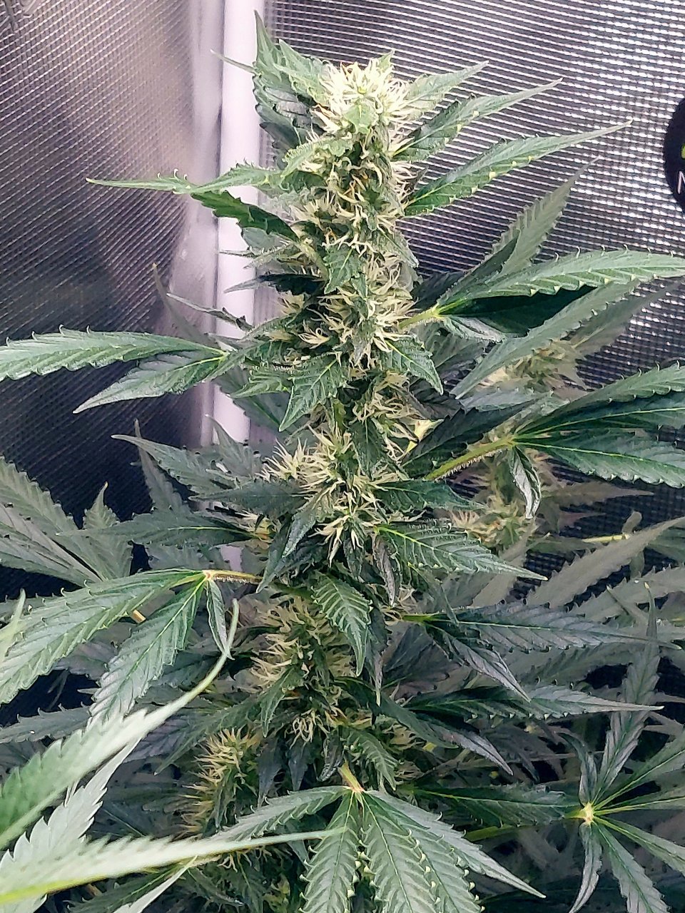 Deelite Autoflower