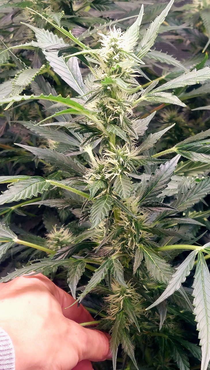 Deelite Week 4 Flower .jpg