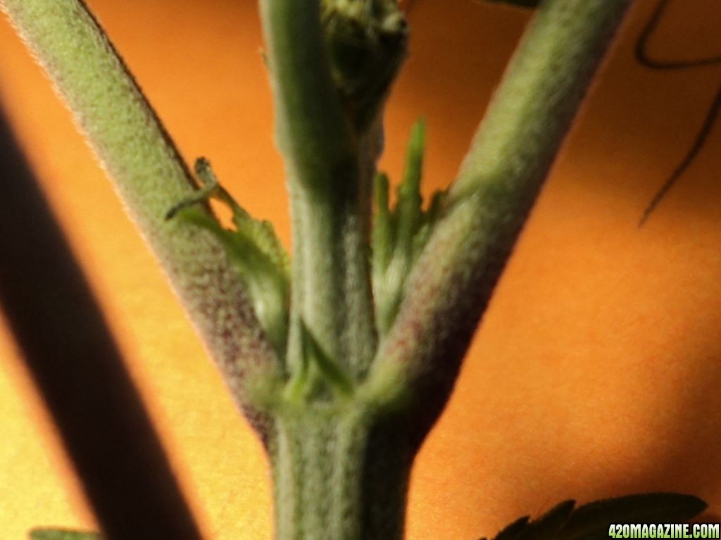 deep purple 30 days old preflowers