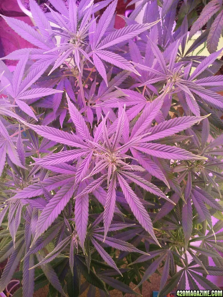 Deficiency issue??