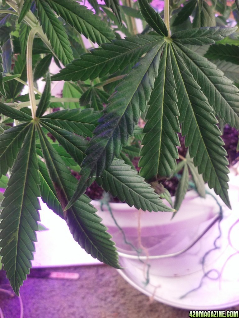 Deficiency issue??