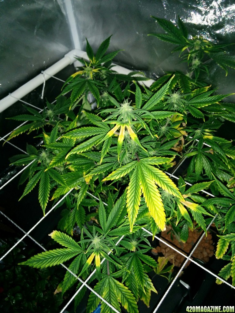 Deficient Plants nitrogen or potassium?