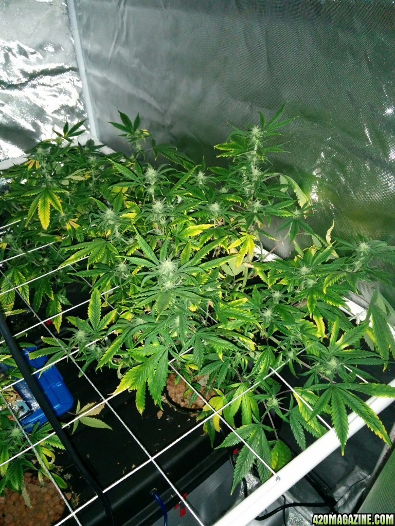 Deficient Plants nitrogen or potassium?