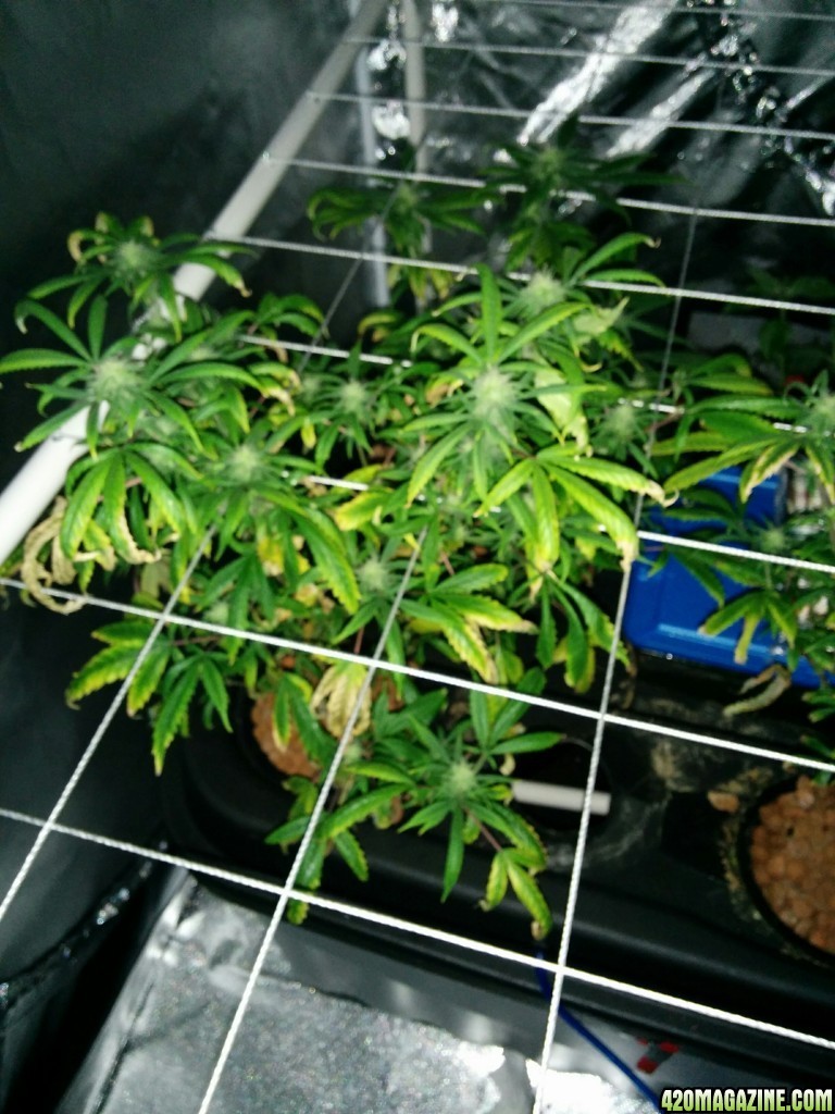 Deficient Plants nitrogen or potassium?