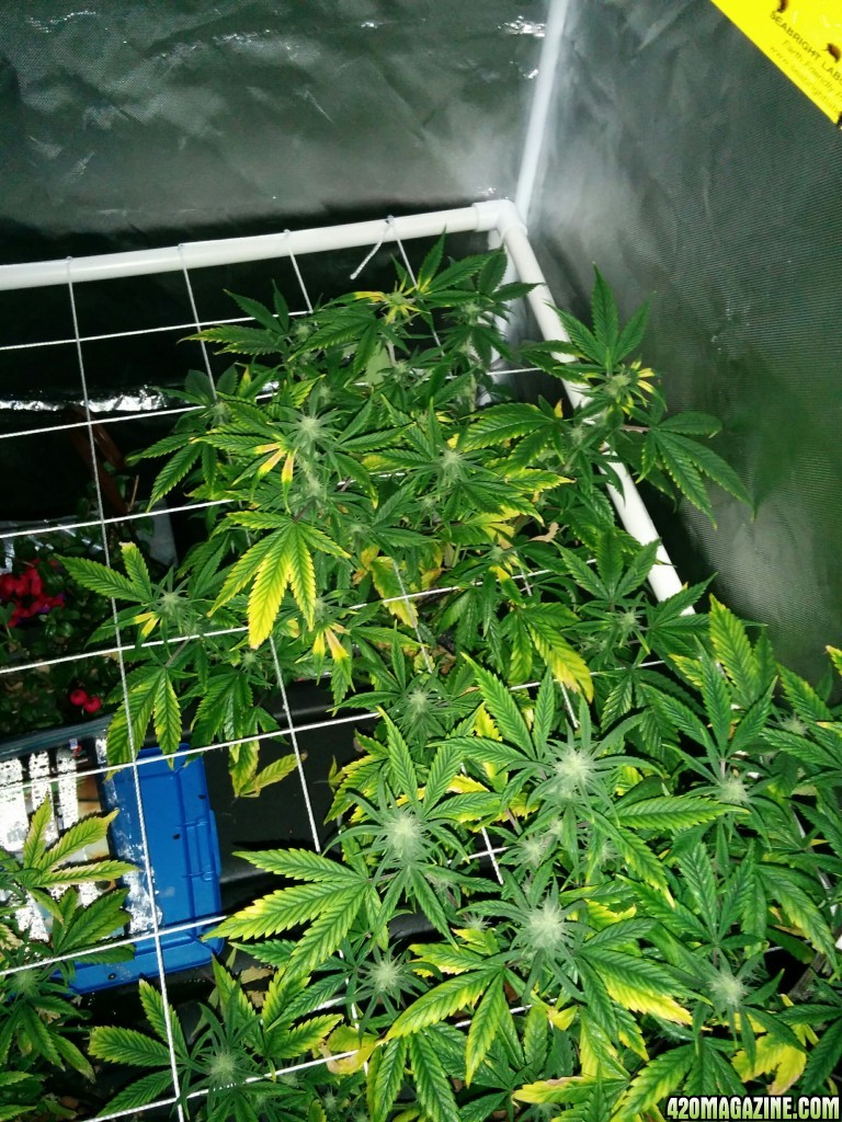 Deficient Plants nitrogen or potassium?