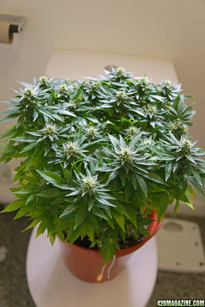 Defoliate?