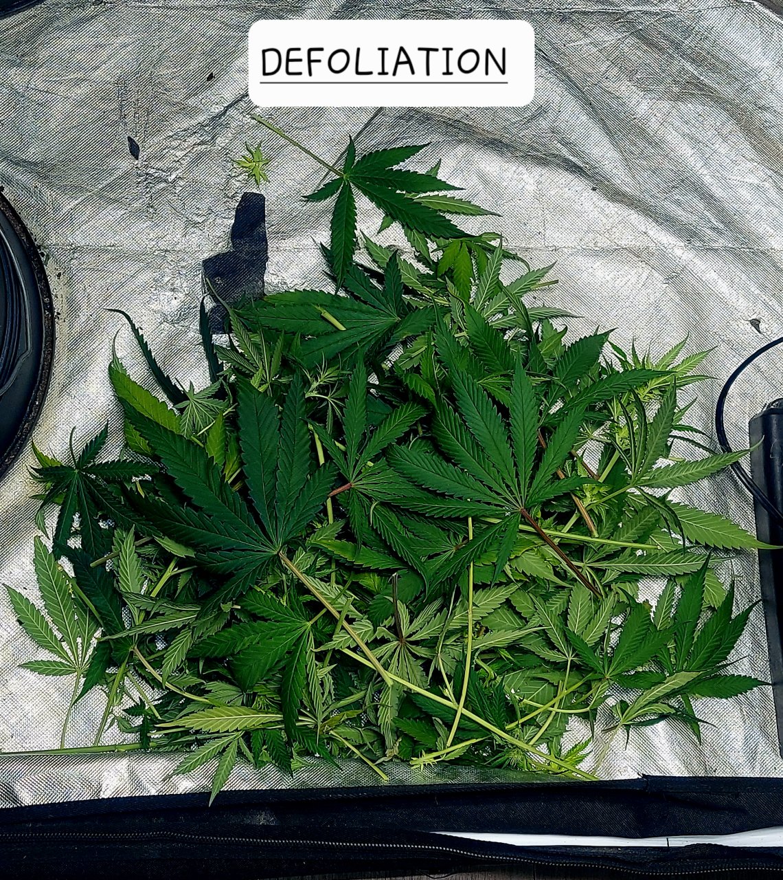 Defoliation-Fan Leaf Removal