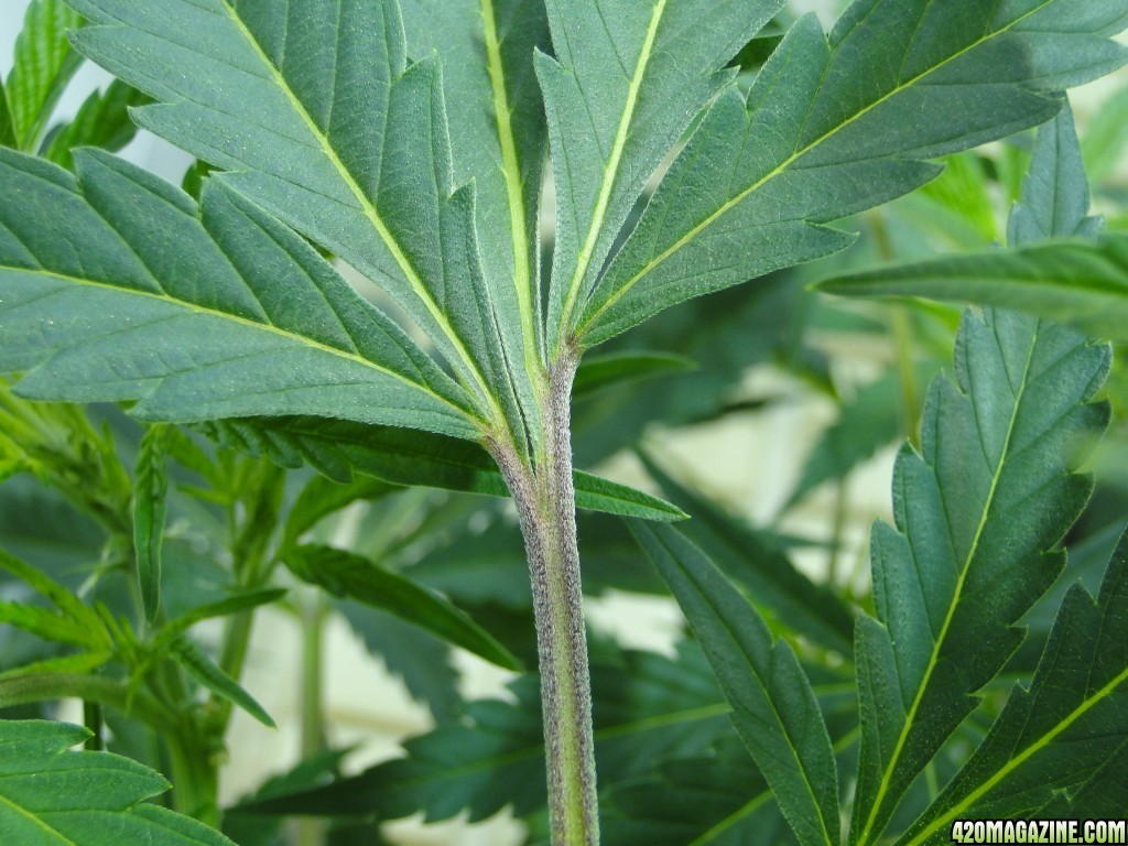 Deformed Jilly Bean leaves