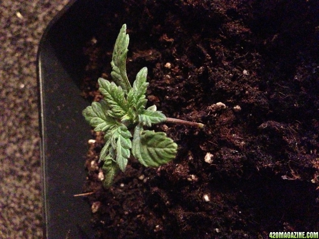 Deformed seedling?