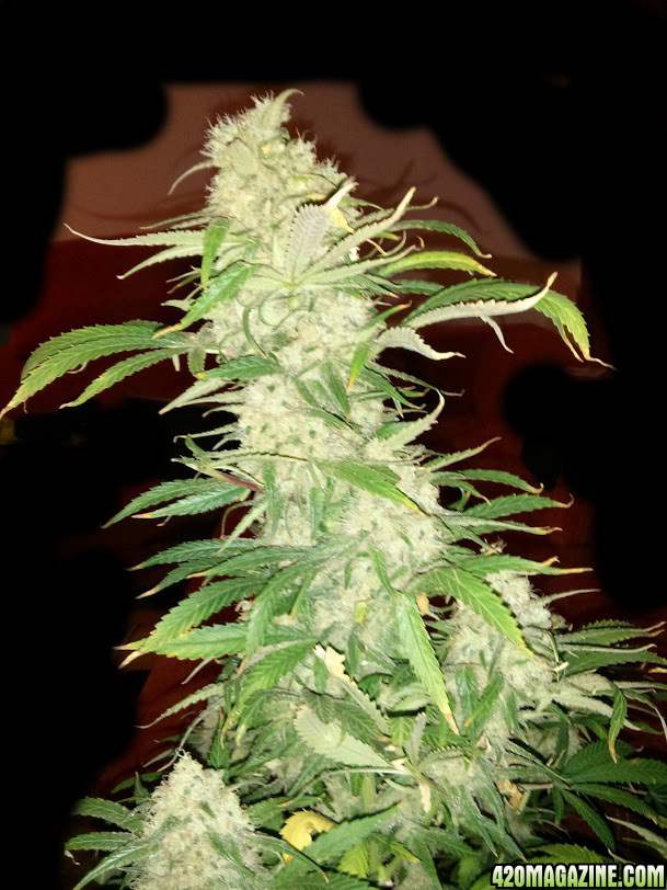 Delicious Seeds Critical Jack Herrer